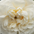 Bianco - Rose Alba - Madame Plantier